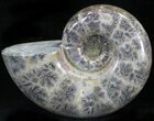 Polished Phylloceras Ammonite Fossils #29852-1
